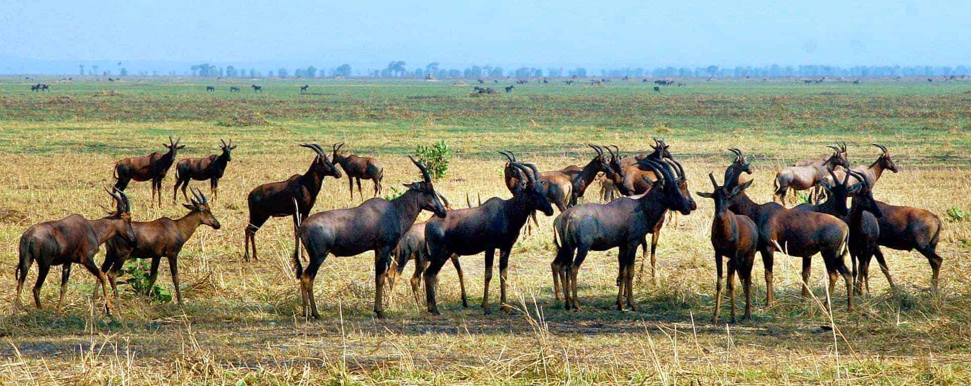 Katavi Wildlife Safari